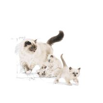 Royal Canin Mother & Babycat First Age Feline Health Nutrition Ξηρά Τροφή 2.0kg