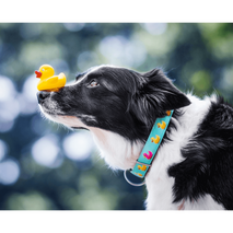 Περιλαίμιο Σκύλου Smart ID Max & Molly Ducklings